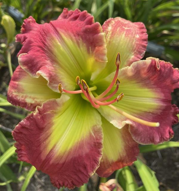 Exotic Ruby - SargingerCD 20250707