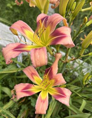 Heavenly Dark Elf - BuchananA 20250712
