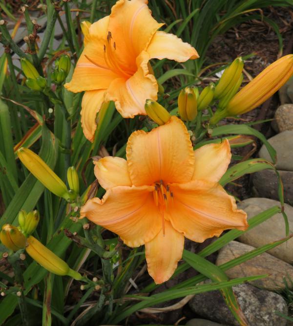 Simply Pretty - WilliamsD - 2025