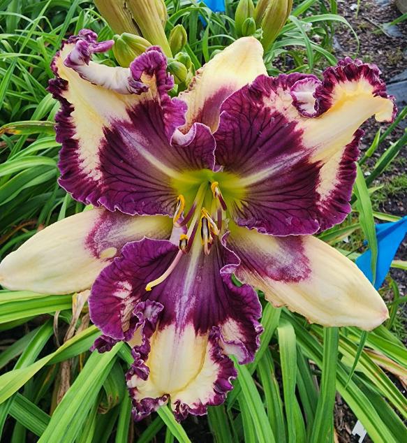 1-8 SC Big Eyed Flirt - 2026 34-7.5