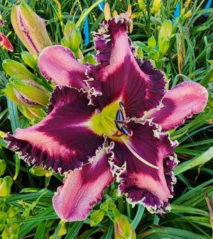SPACECOAST THORNBERRY FARMS*