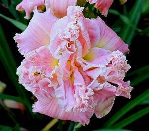 POPPING PINK*