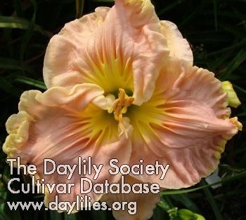 DIXIE SWEETHEART - 2011 - 25-5.5