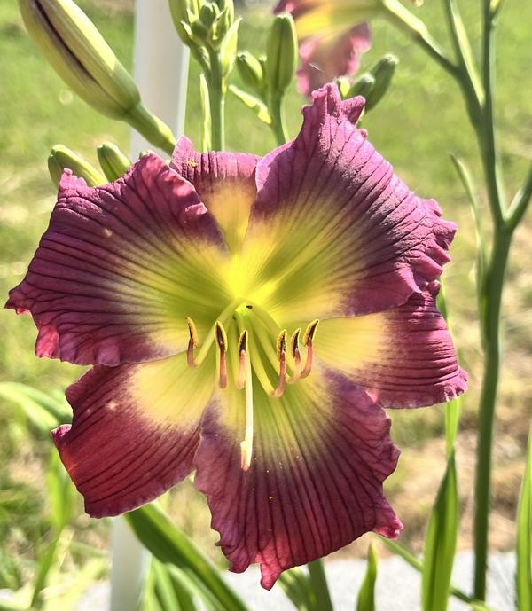 Shallowfords Amazing Grace - BuchananA 06132026 - AM pic
