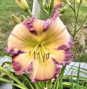 Shallowfords Amazing Grace - BuchananA 06132026 - PM pic