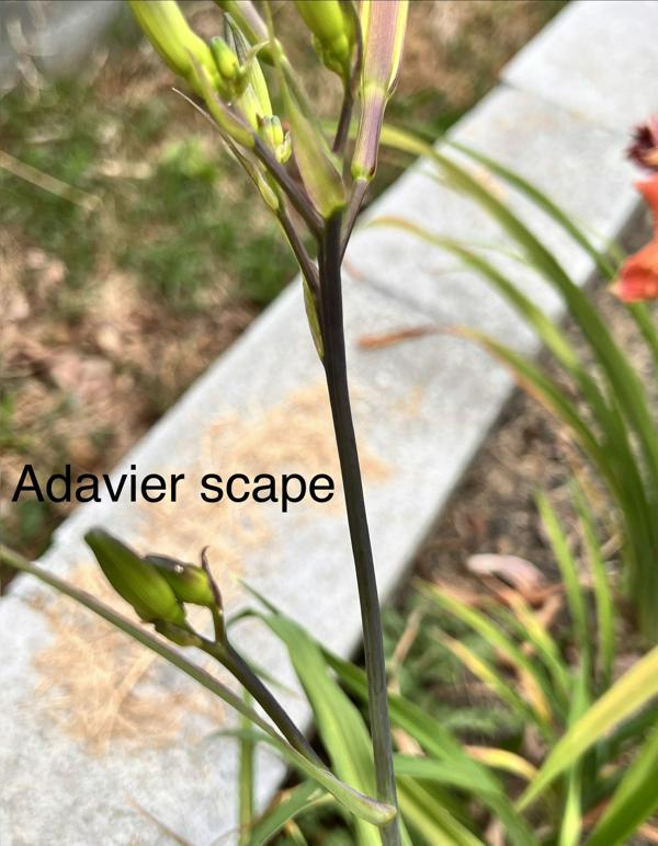Adavier (scape) - BuchananA - 06212026