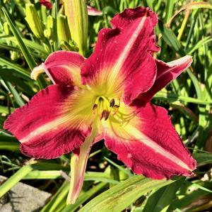 Eviction Notice - BuchananA 07092026