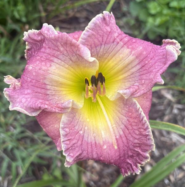 Biltmore Beauty - GeorgeC - 07262026