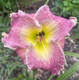 Biltmore Beauty - GeorgeC - 07262026