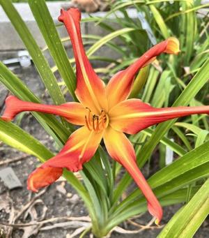 Discover the Stars - BuchananA - 07212026