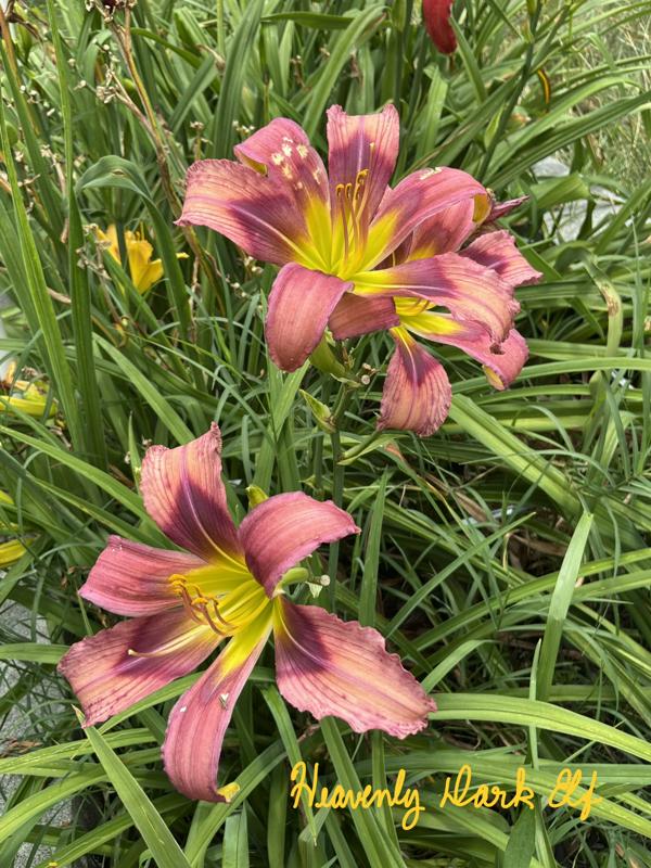 Heavenly Dark Elf - BuchananA - 07212026