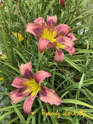 Heavenly Dark Elf - BuchananA - 07212026