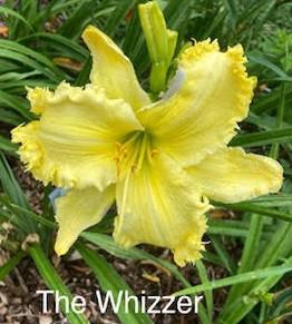 The Whizzer - DuganJ 20260708