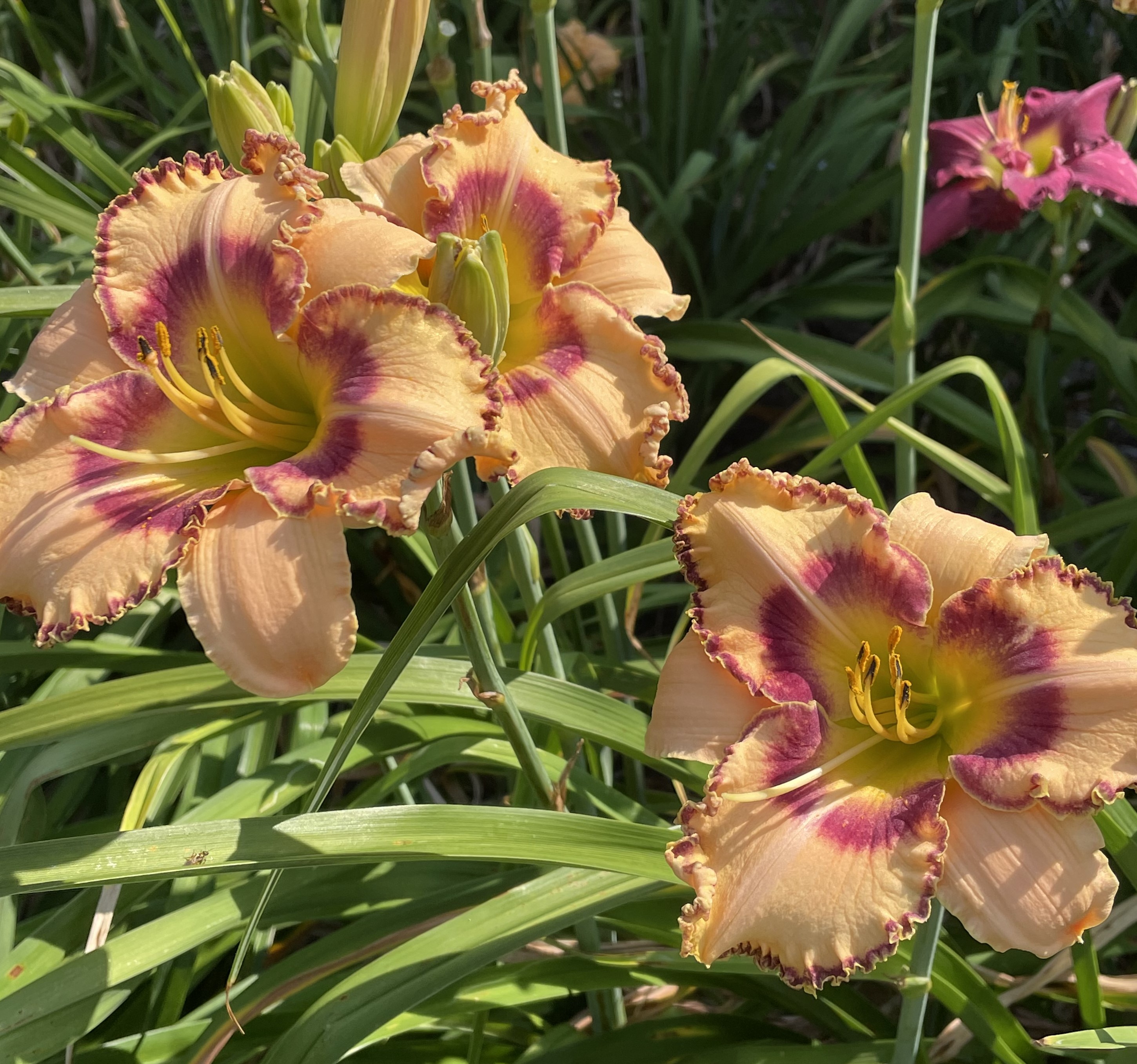 Charlottesville Daylily Club KING OF THE AGES*